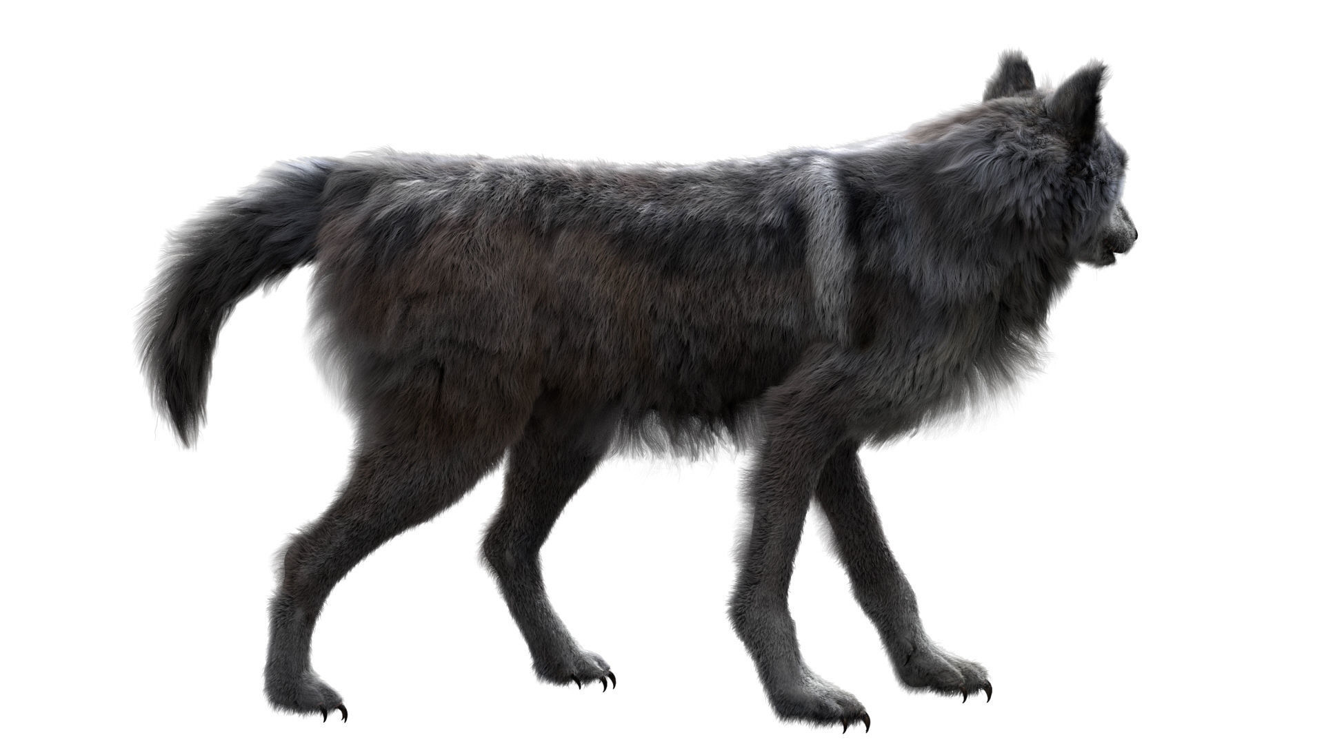 Wolf 3dmodel Animated Rigged 3D model_5