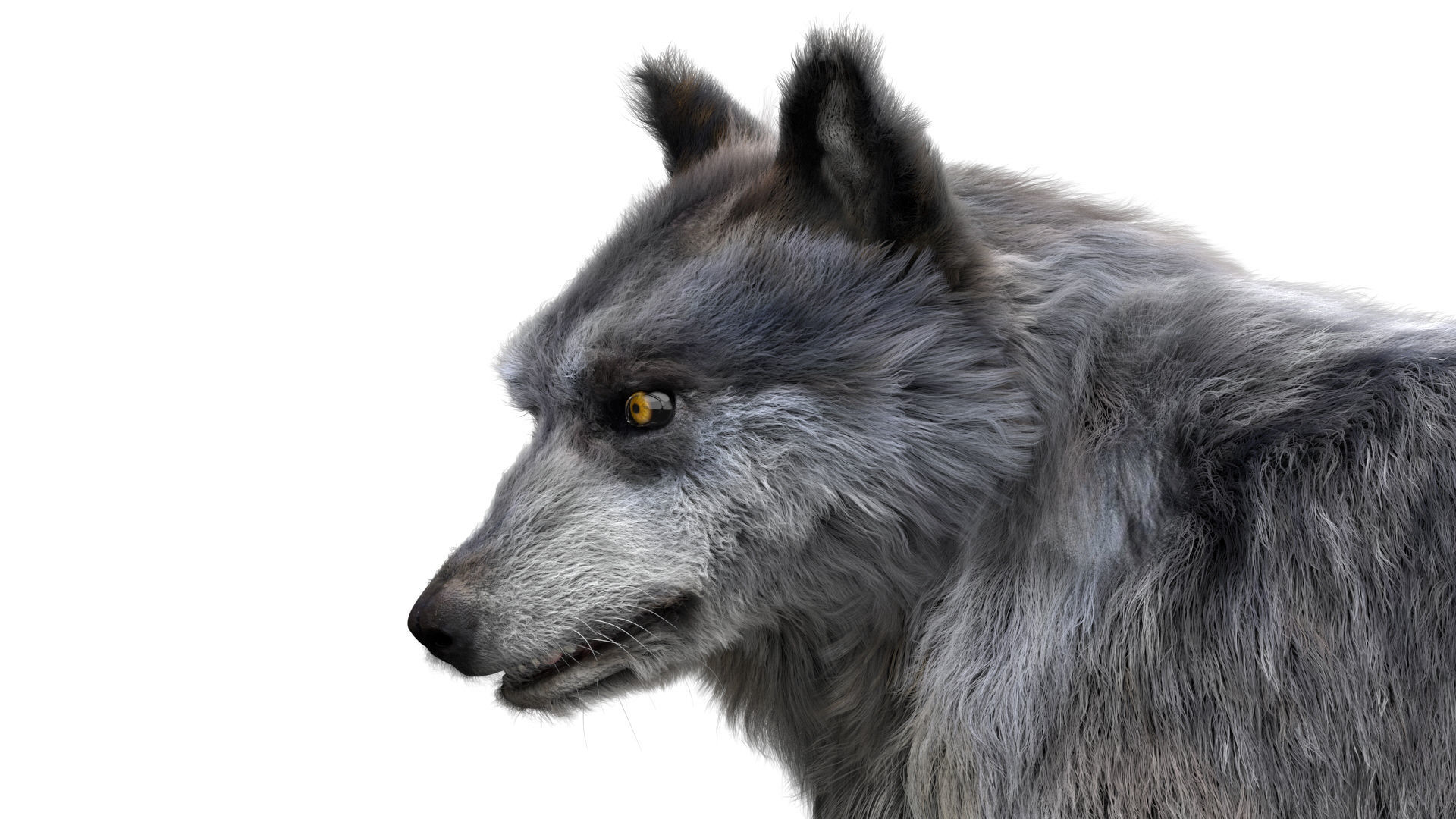 Wolf 3dmodel Animated Rigged 3D model_9