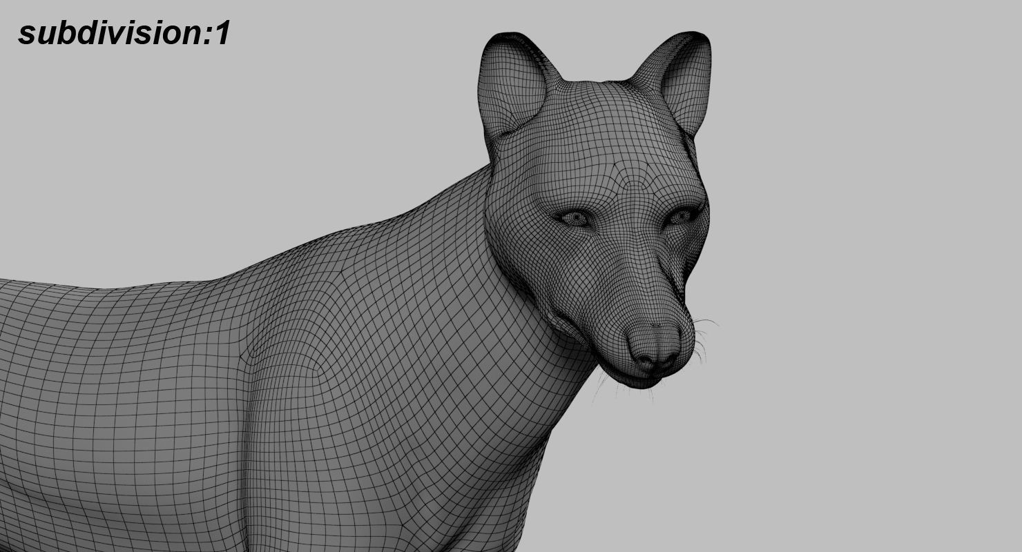 Wolf 3dmodel Animated Rigged 3D model_18