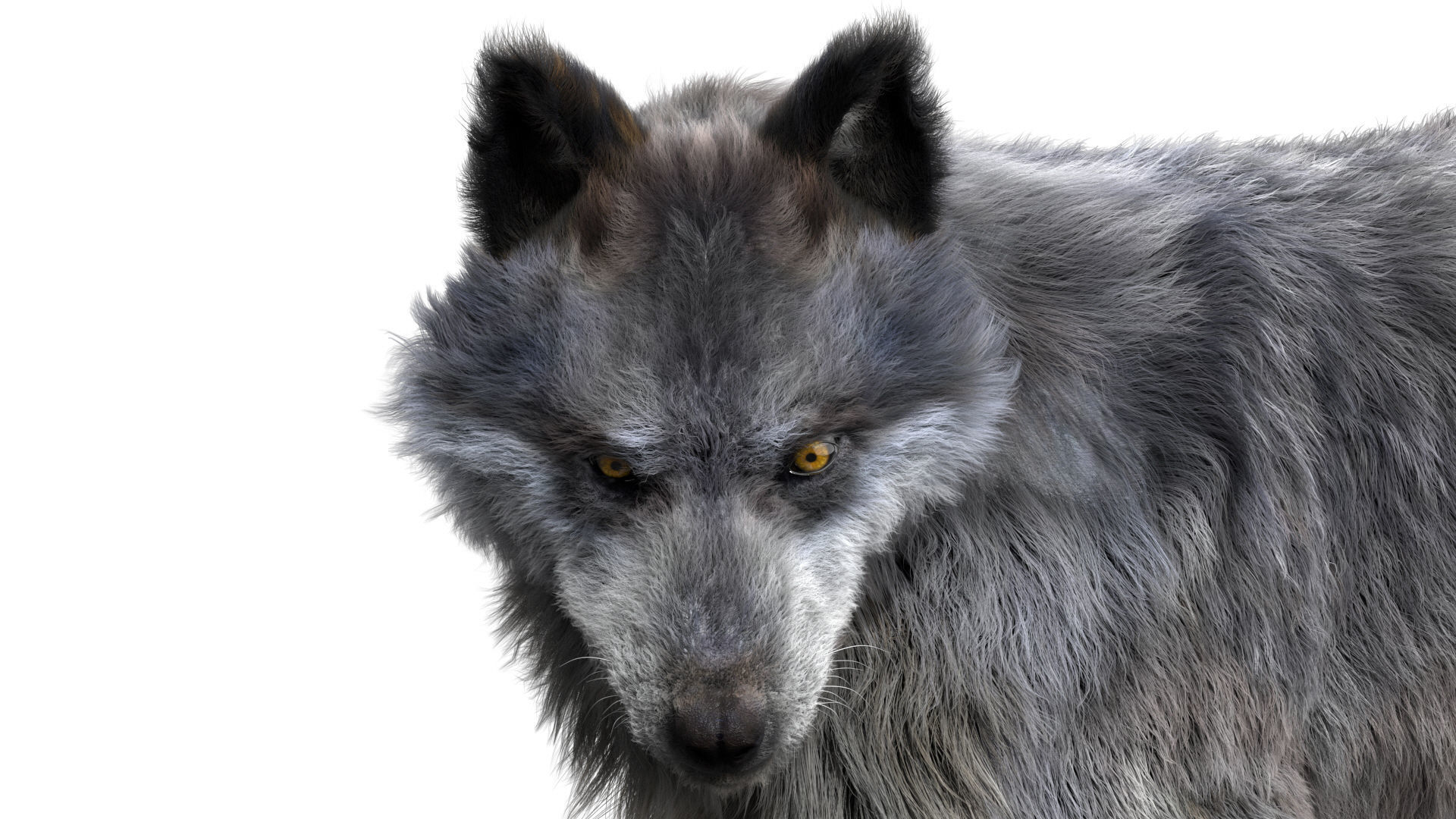 Wolf 3dmodel Animated Rigged 3D model_10