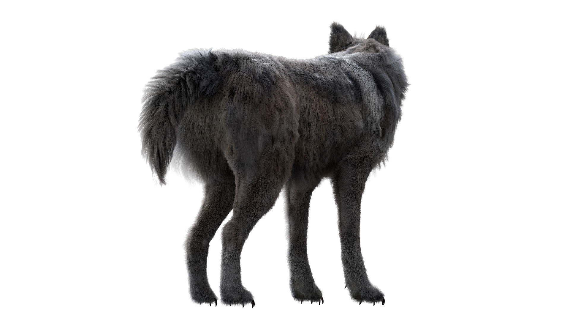 Wolf 3dmodel Animated Rigged 3D model_14