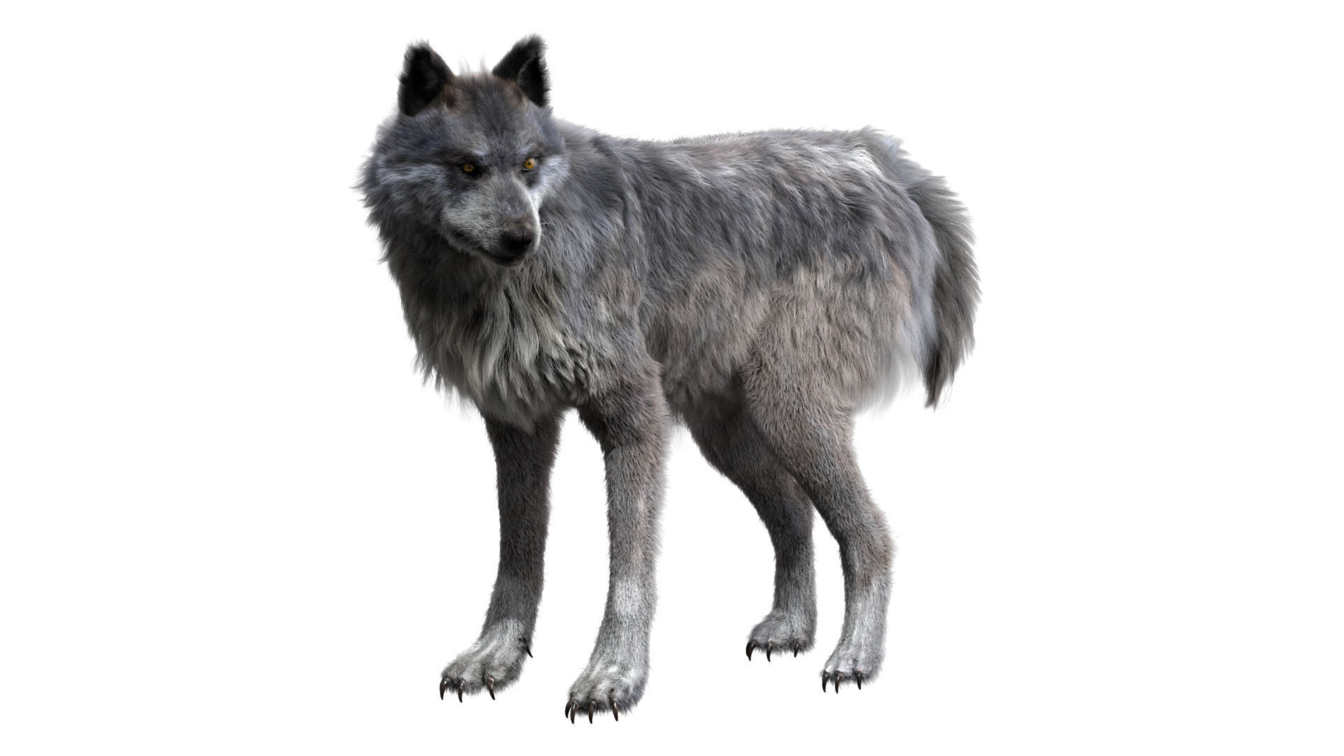 Wolf 3dmodel Animated Rigged 3D model_13