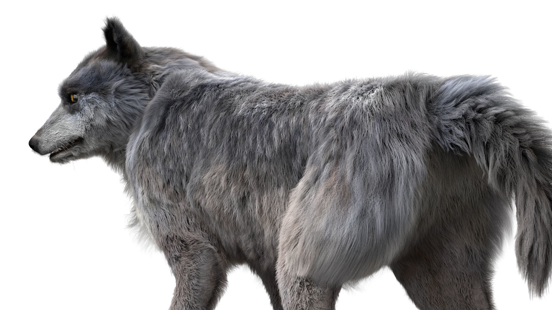 Wolf 3dmodel Animated Rigged 3D model_3