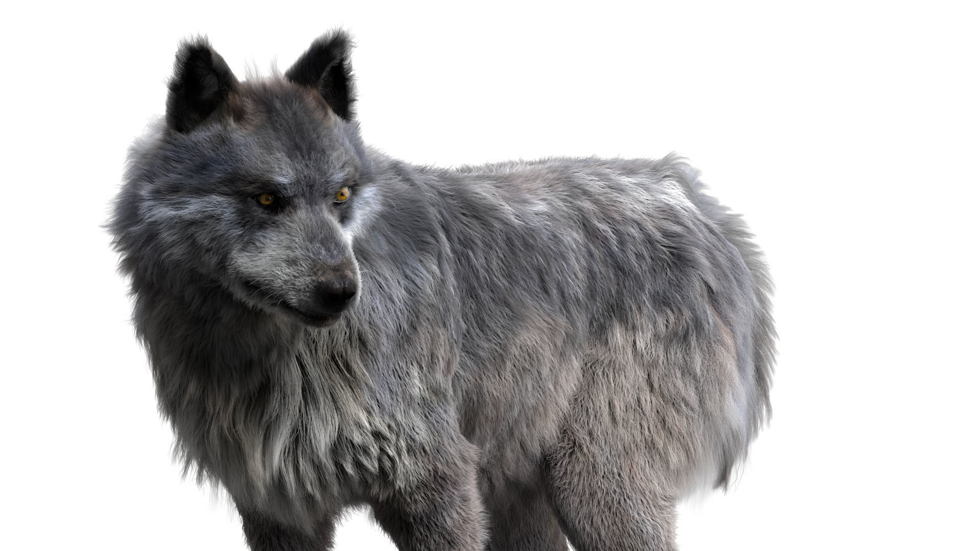 Wolf 3dmodel Animated Rigged 3D model_2