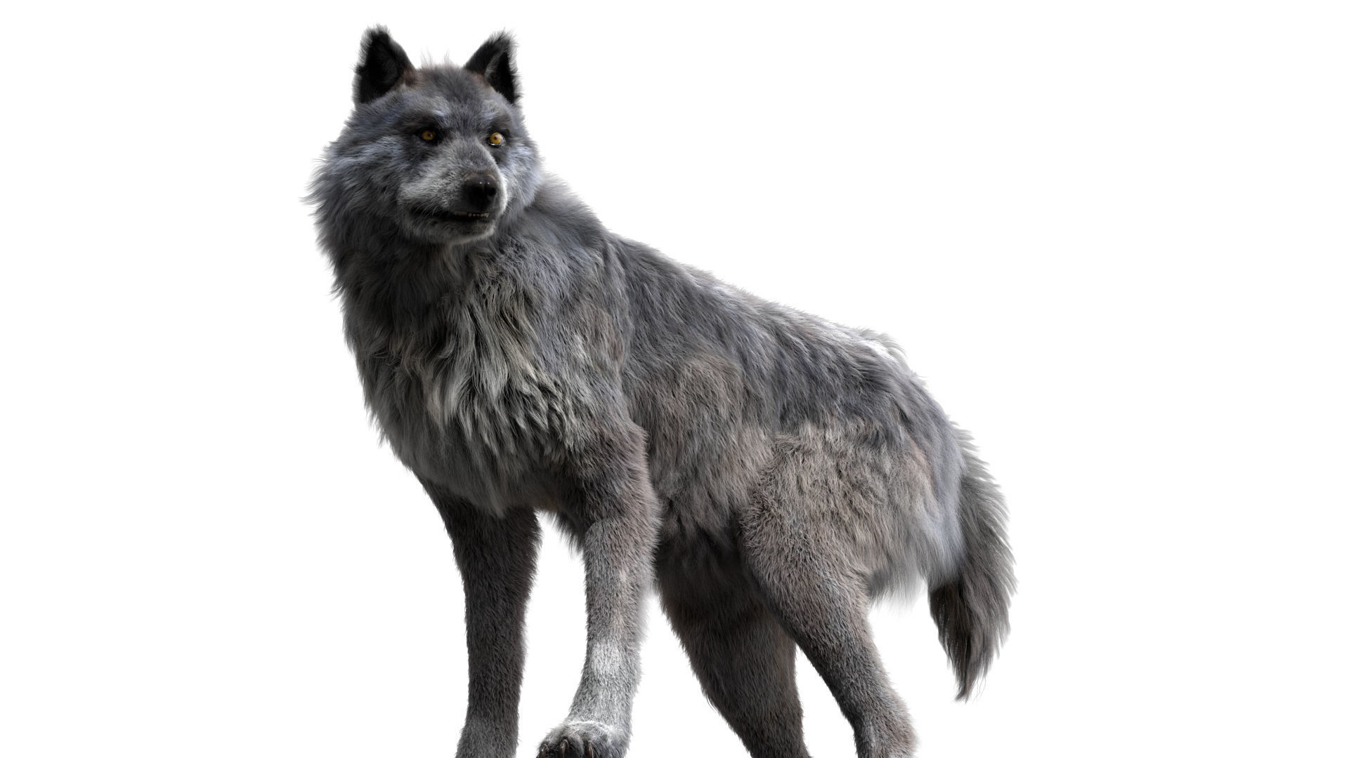Wolf 3dmodel Animated Rigged 3D model_4