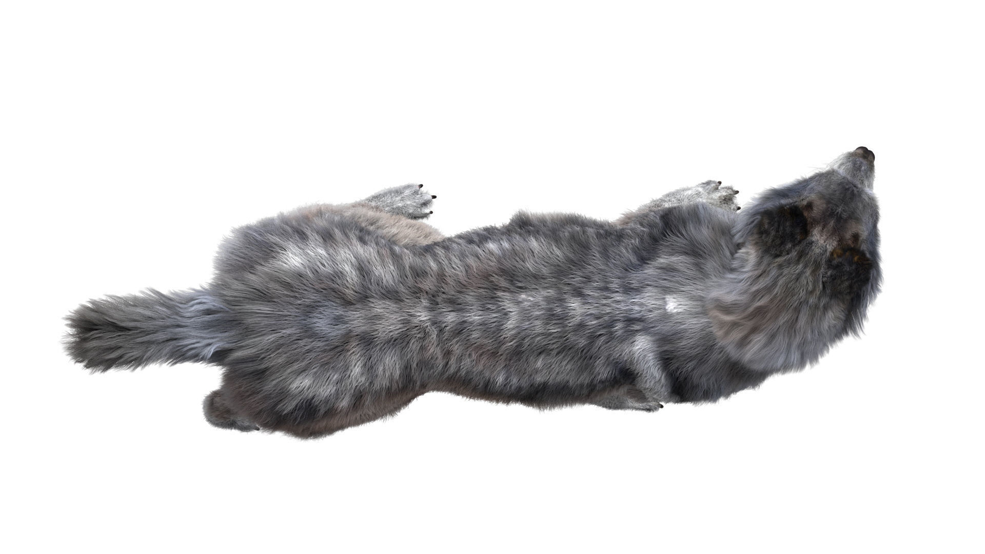 Wolf 3dmodel Animated Rigged 3D model_6