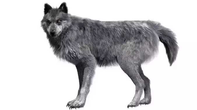 Wolf 3dmodel Animated Rigged 3D model