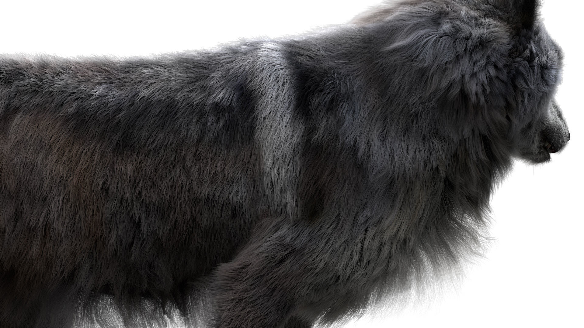 Wolf 3dmodel Animated Rigged 3D model_12