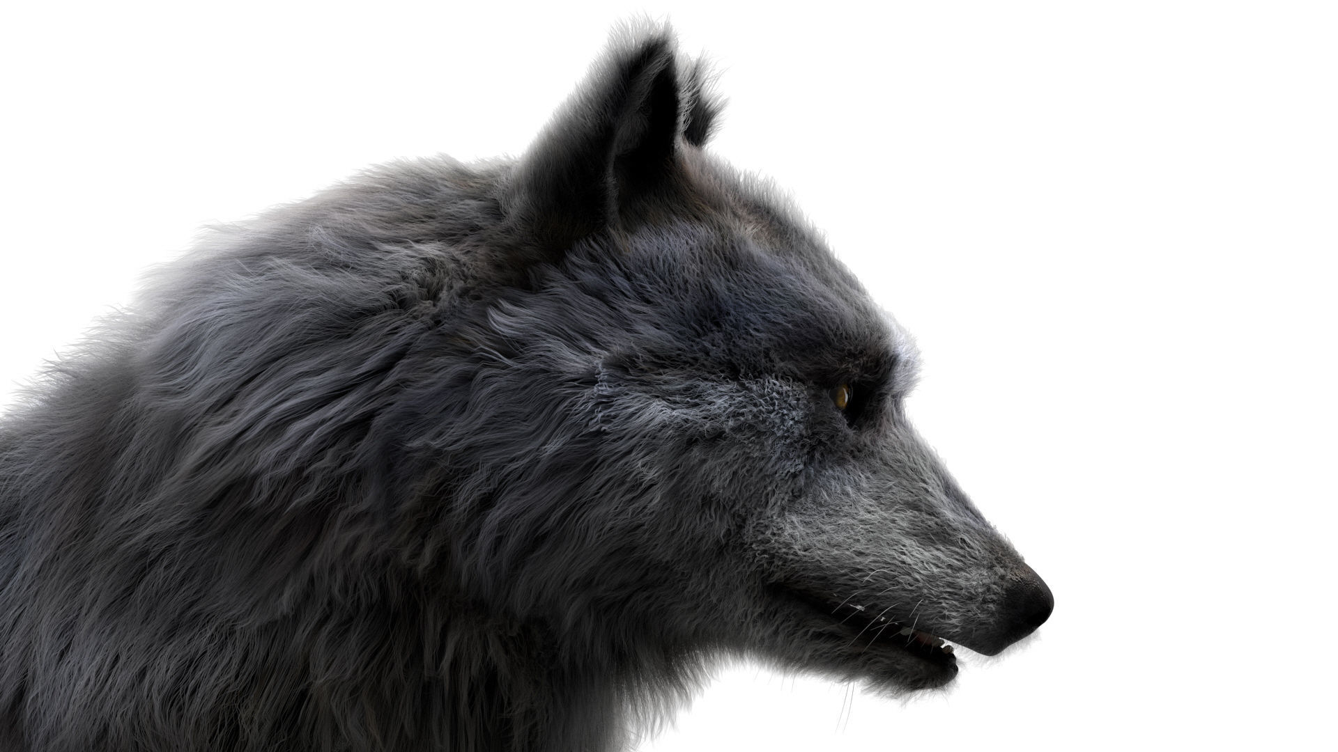 Wolf 3dmodel Animated Rigged 3D model_11