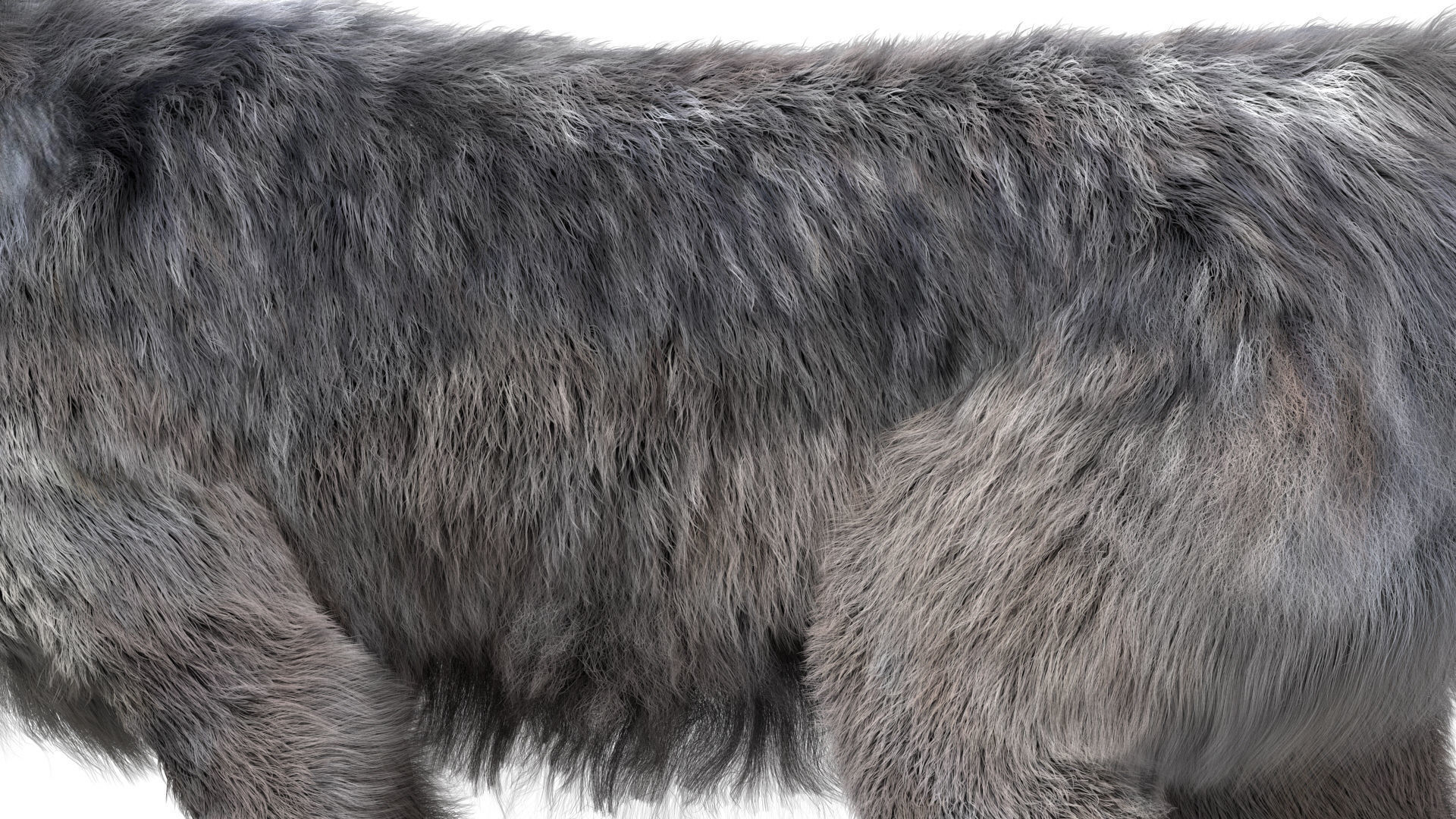 Wolf 3dmodel Animated Rigged 3D model_7