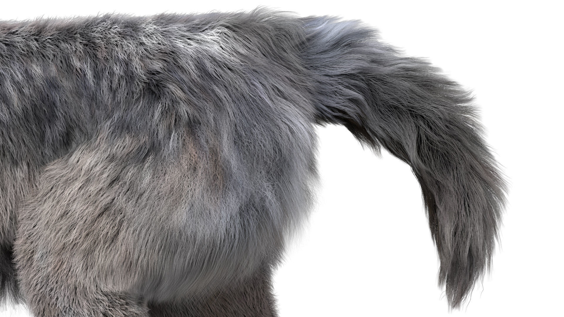 Wolf 3dmodel Animated Rigged 3D model_8