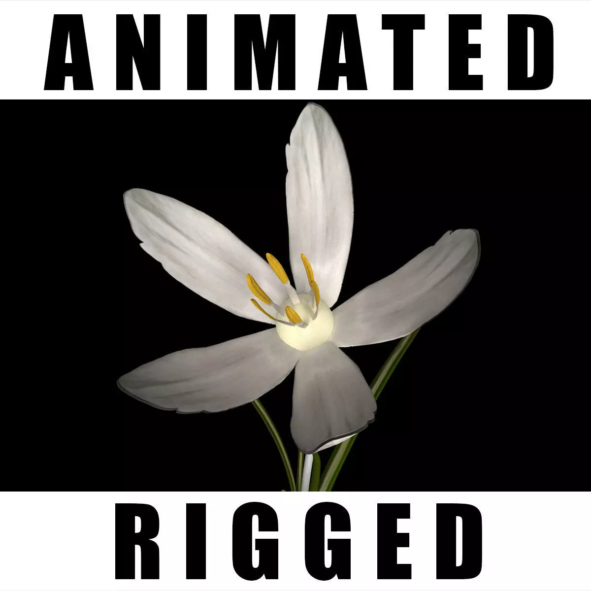 Crocus Asumaniae 3D model