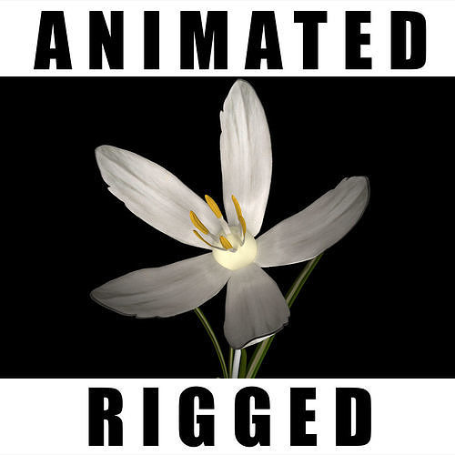 Crocus Asumaniae  3D model