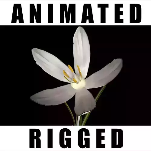 Crocus Asumaniae  3D model