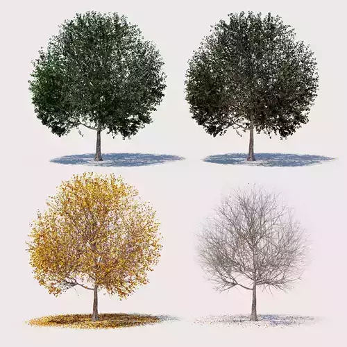 4 seasons ELM tree collection 3D model