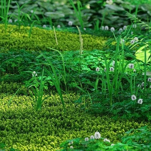 Forest Plants Low-poly 3D model