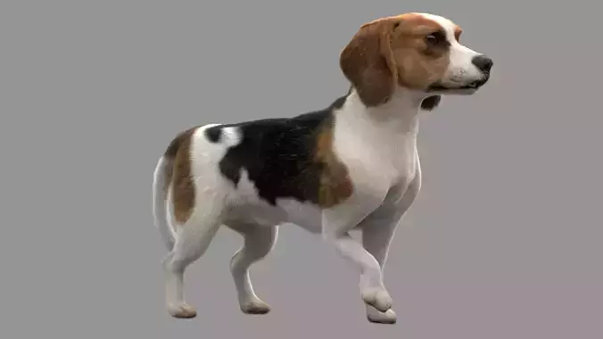 Beagle Fur Animated Rigged 3D model