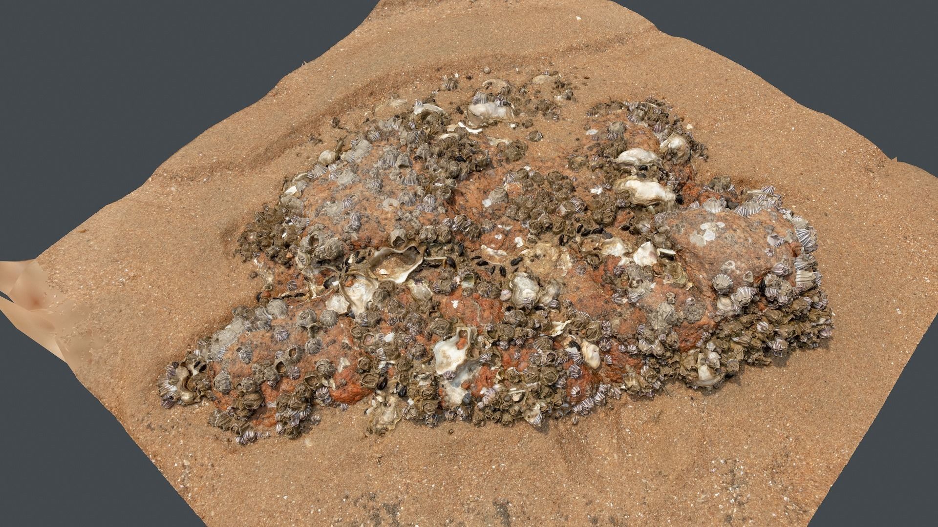 Photoscan Beach Rock 0004 only HighPoly Mesh 16K Texture 3D model_4