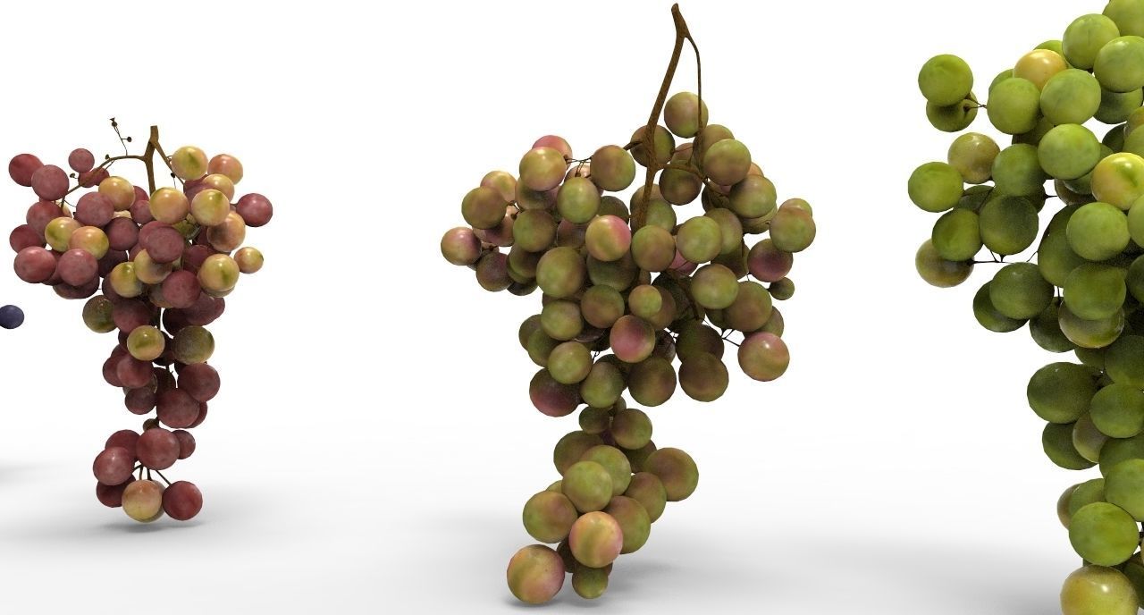 grape 4 types Low-poly 3D model_5