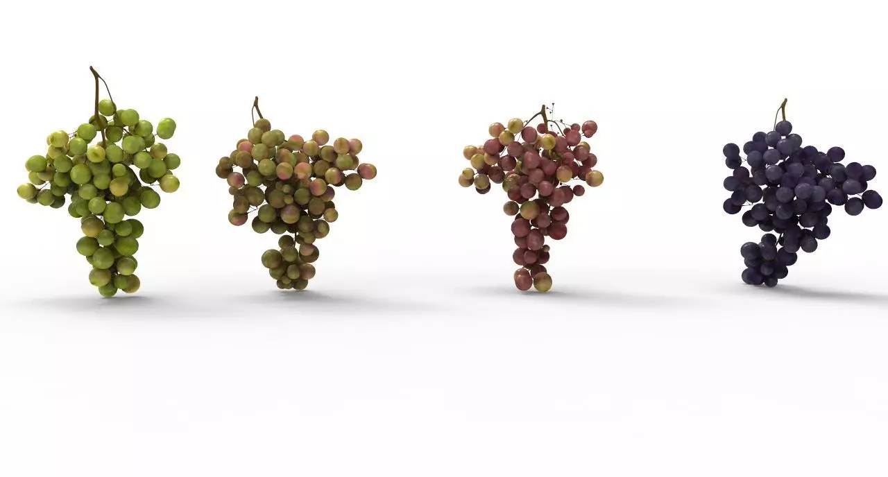 grape 4 types Low-poly 3D model_0