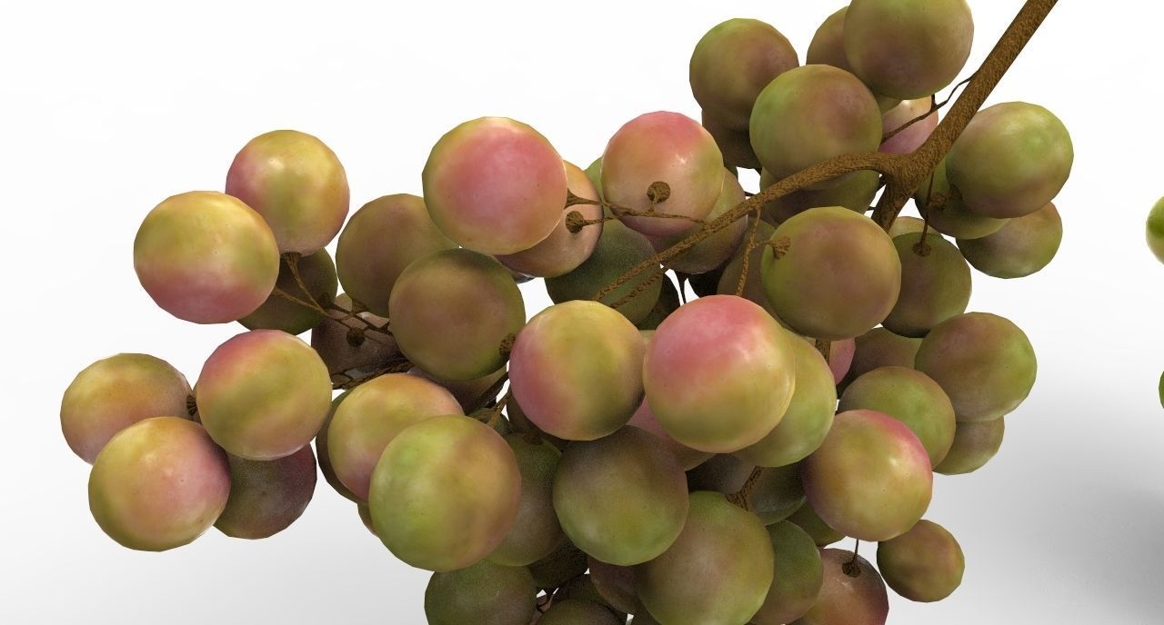 grape 4 types Low-poly 3D model_10