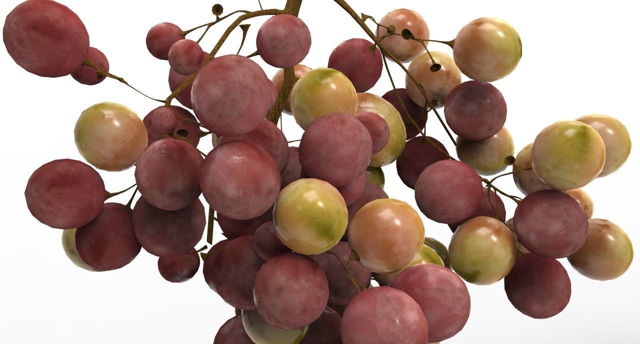 grape 4 types Low-poly 3D model_9
