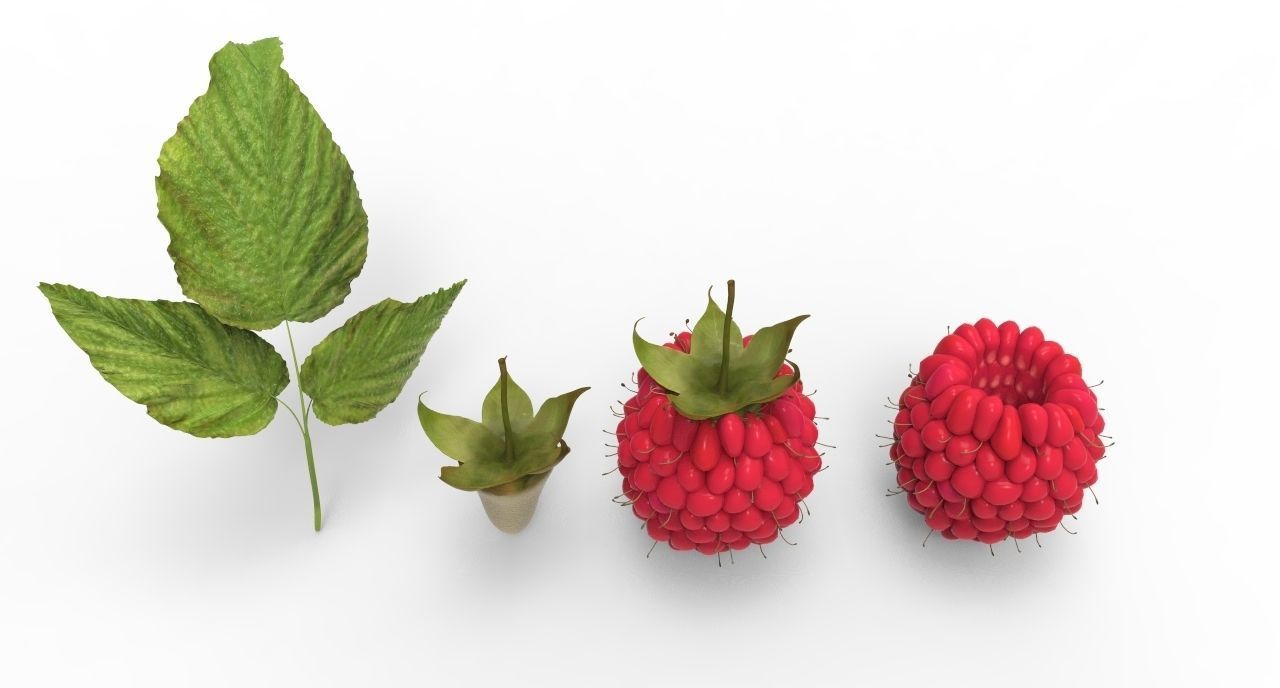 raspberry plant 3D model_4