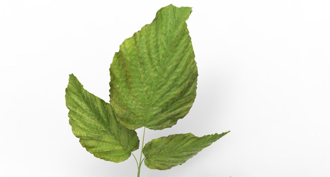 raspberry plant 3D model_9
