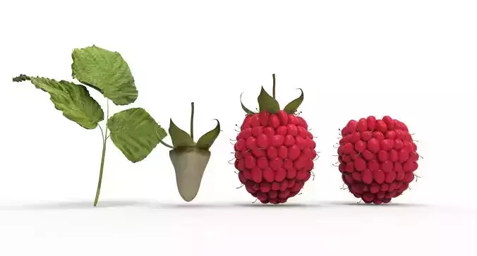 raspberry plant