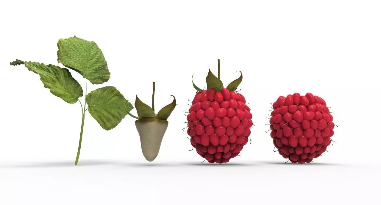 raspberry plant 3D model_0