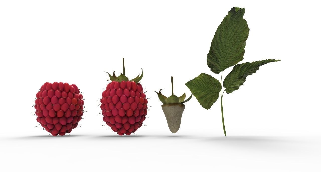 raspberry plant 3D model_6