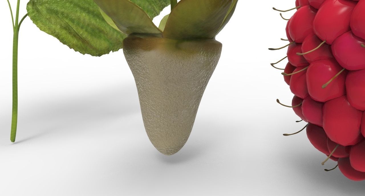 raspberry plant 3D model_8