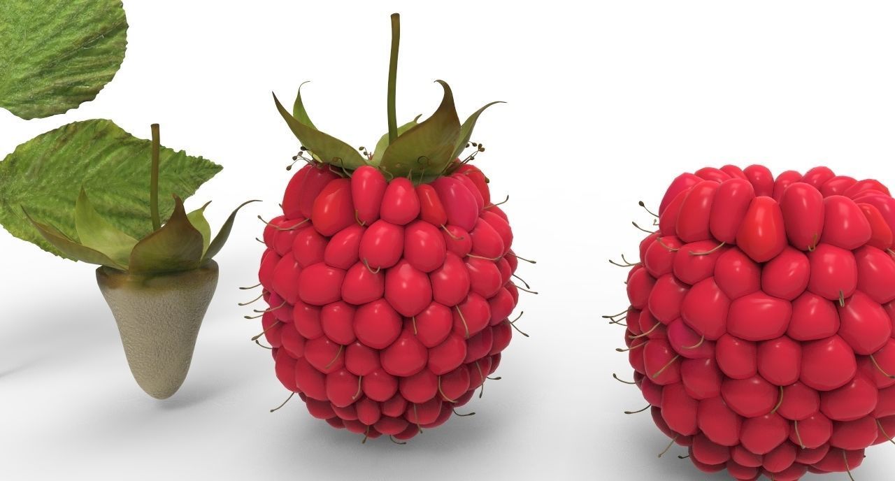 raspberry plant 3D model_7
