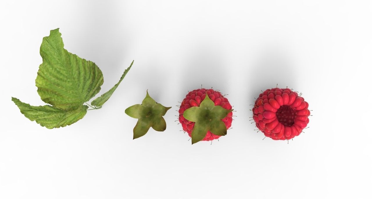 raspberry plant 3D model_5
