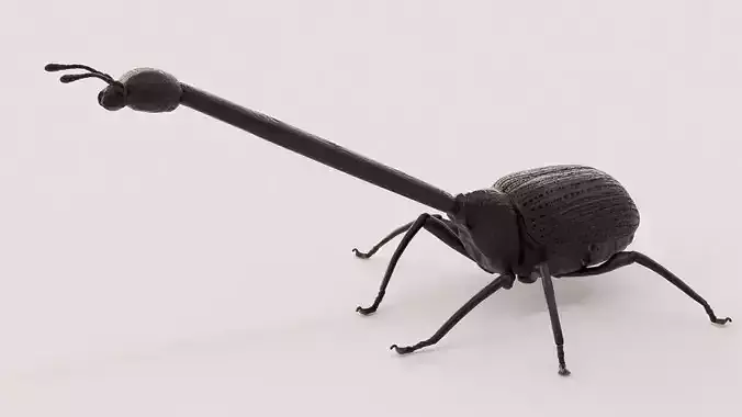 Giraffe weevil 3D print model