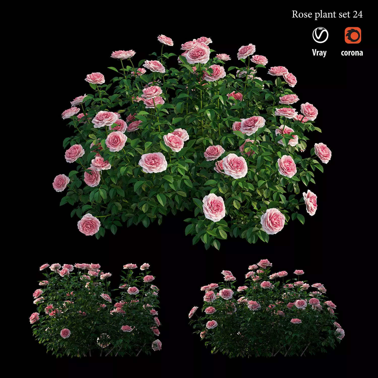 Rose plant set 24 3D model