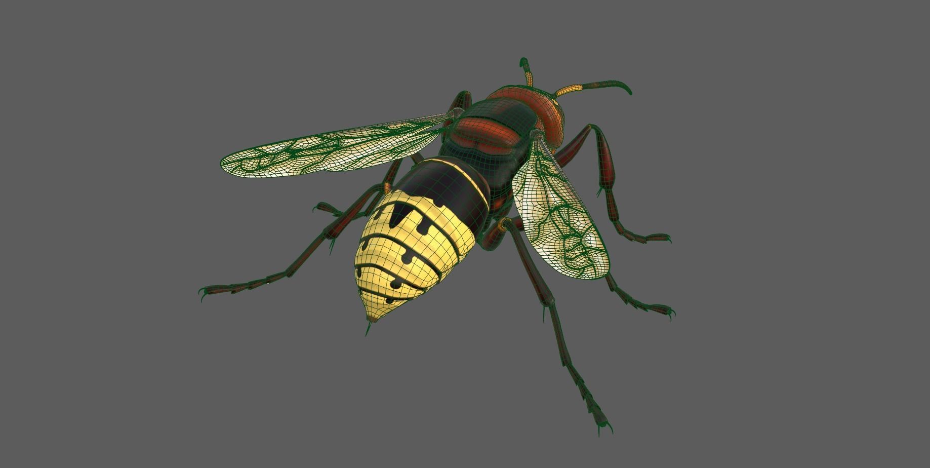 Realistic Hornet  Low-poly 3D model_17