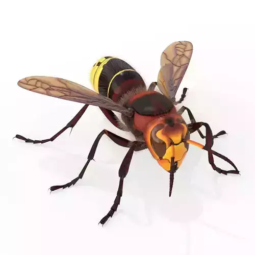 Realistic Hornet  Low-poly 3D model