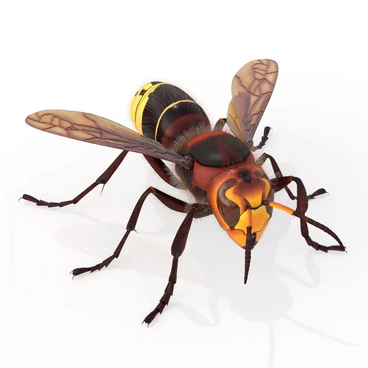 Realistic Hornet  Low-poly 3D model_0