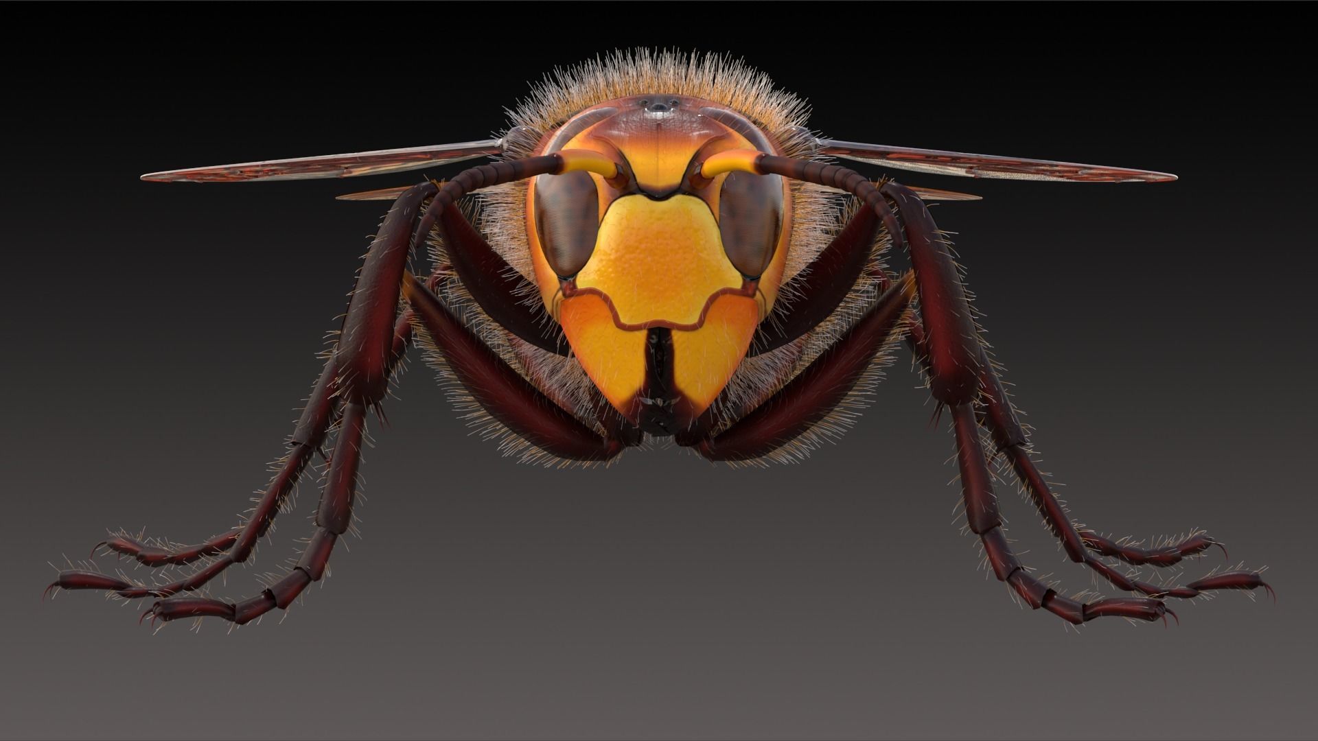 Realistic Hornet  Low-poly 3D model_6