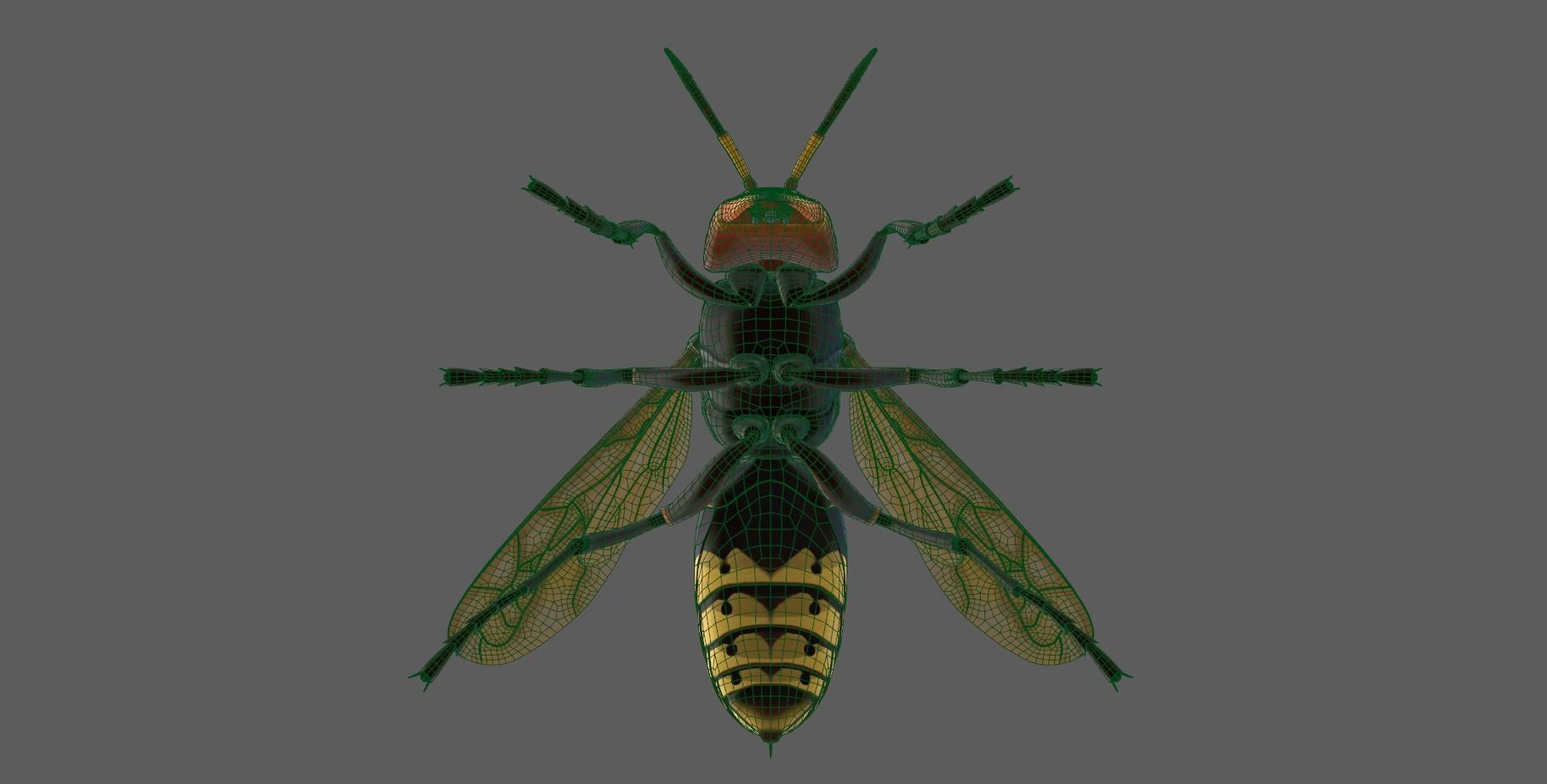 Realistic Hornet  Low-poly 3D model_16