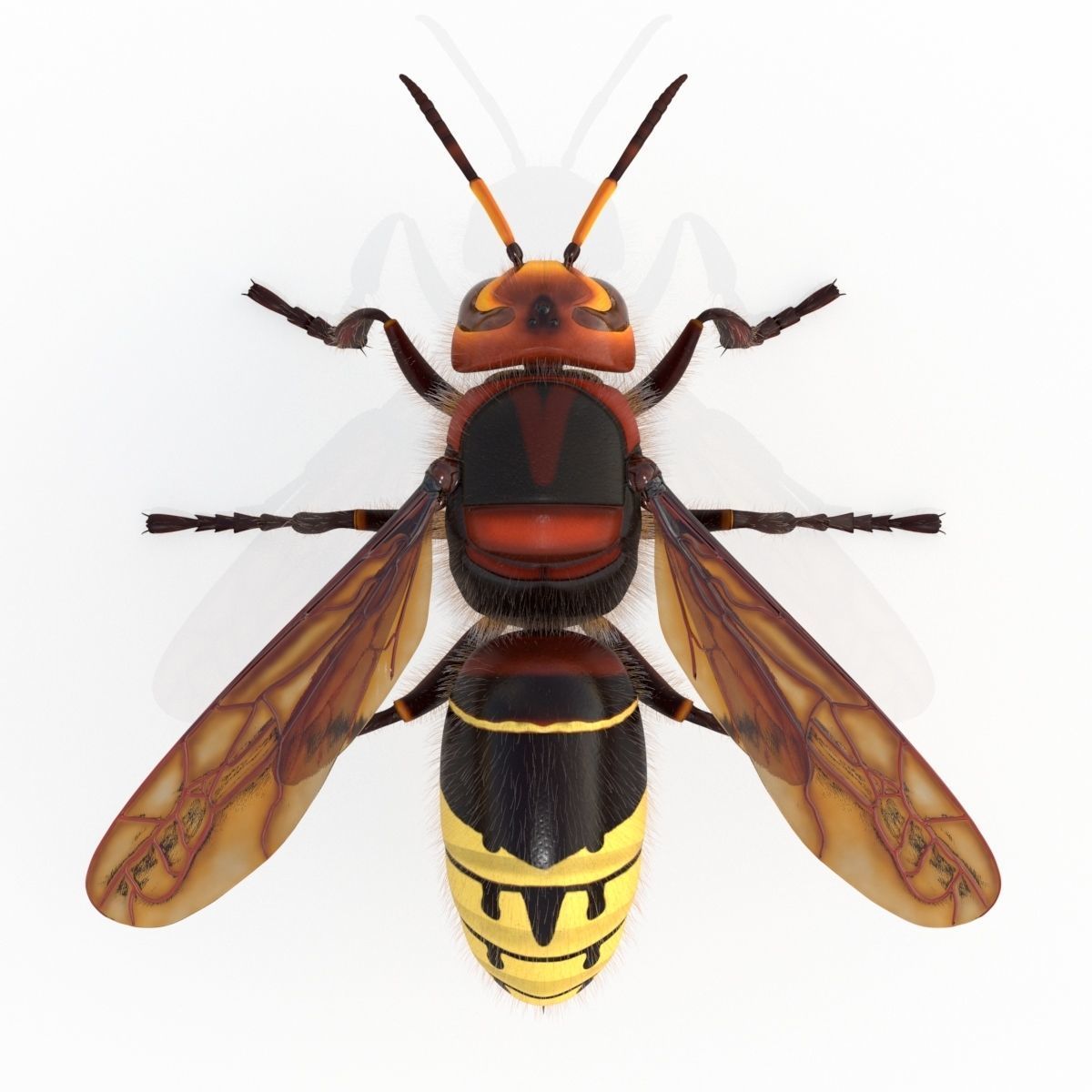 Realistic Hornet  Low-poly 3D model_4