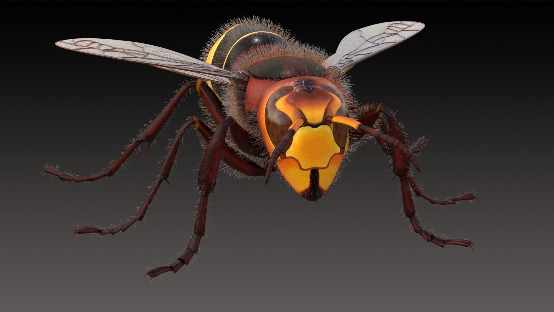 Realistic Hornet  Low-poly 3D model_3