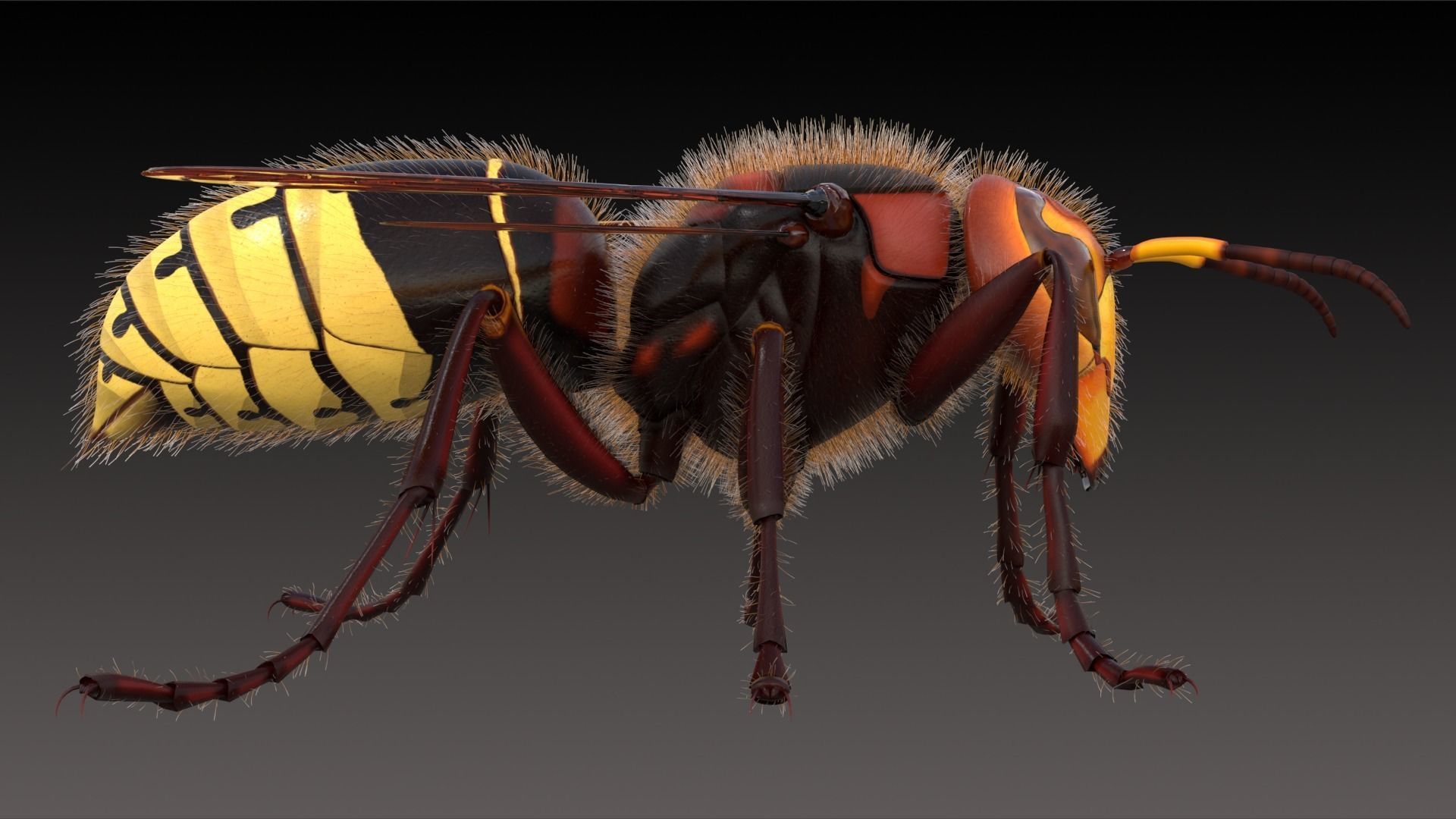Realistic Hornet  Low-poly 3D model_2