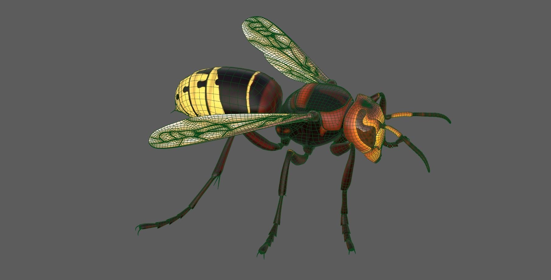 Realistic Hornet  Low-poly 3D model_11