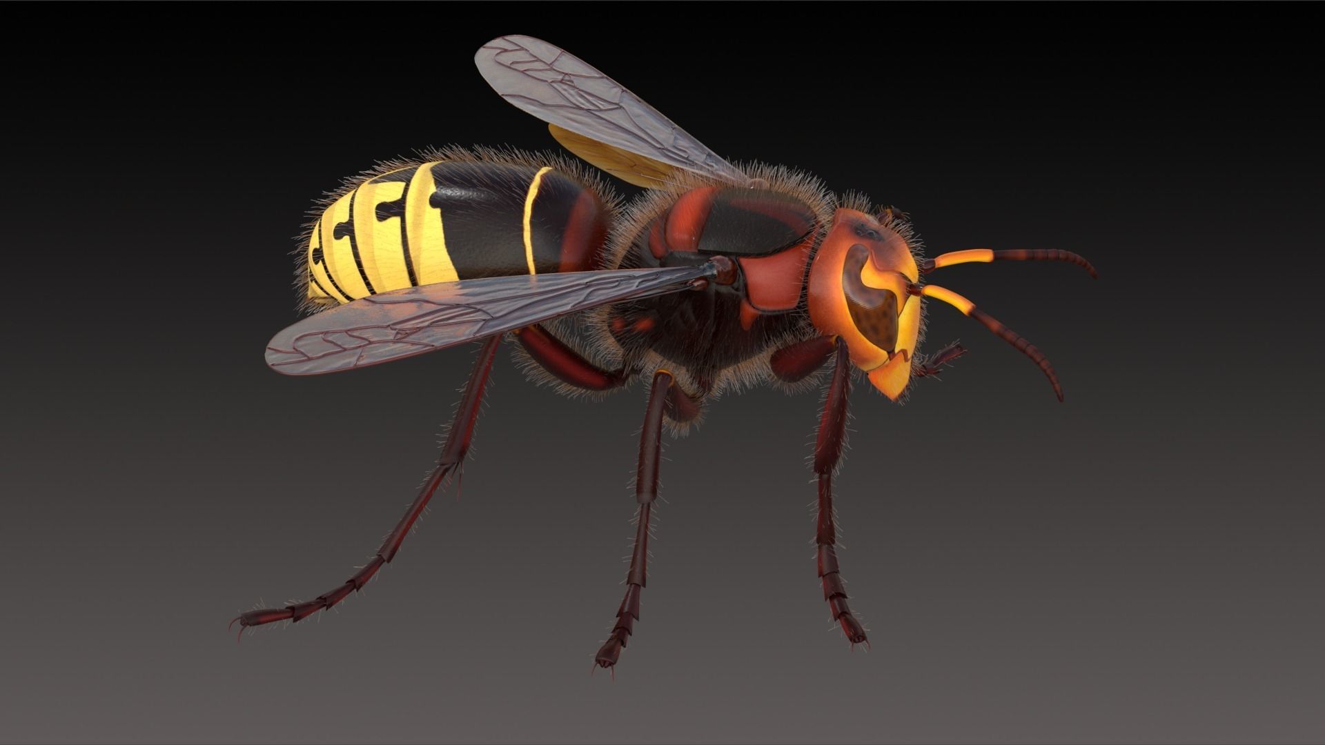 Realistic Hornet  Low-poly 3D model_8