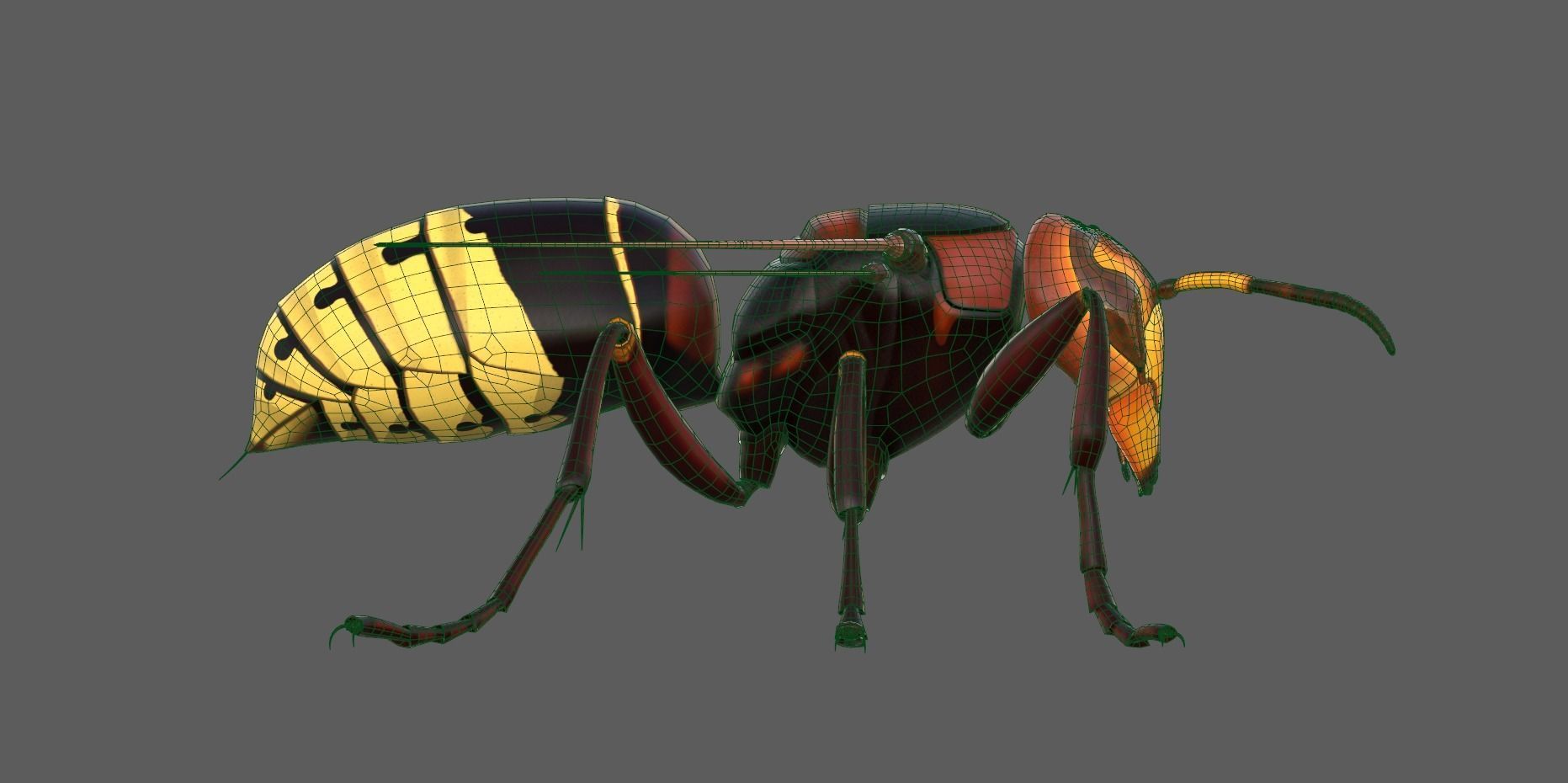 Realistic Hornet  Low-poly 3D model_12