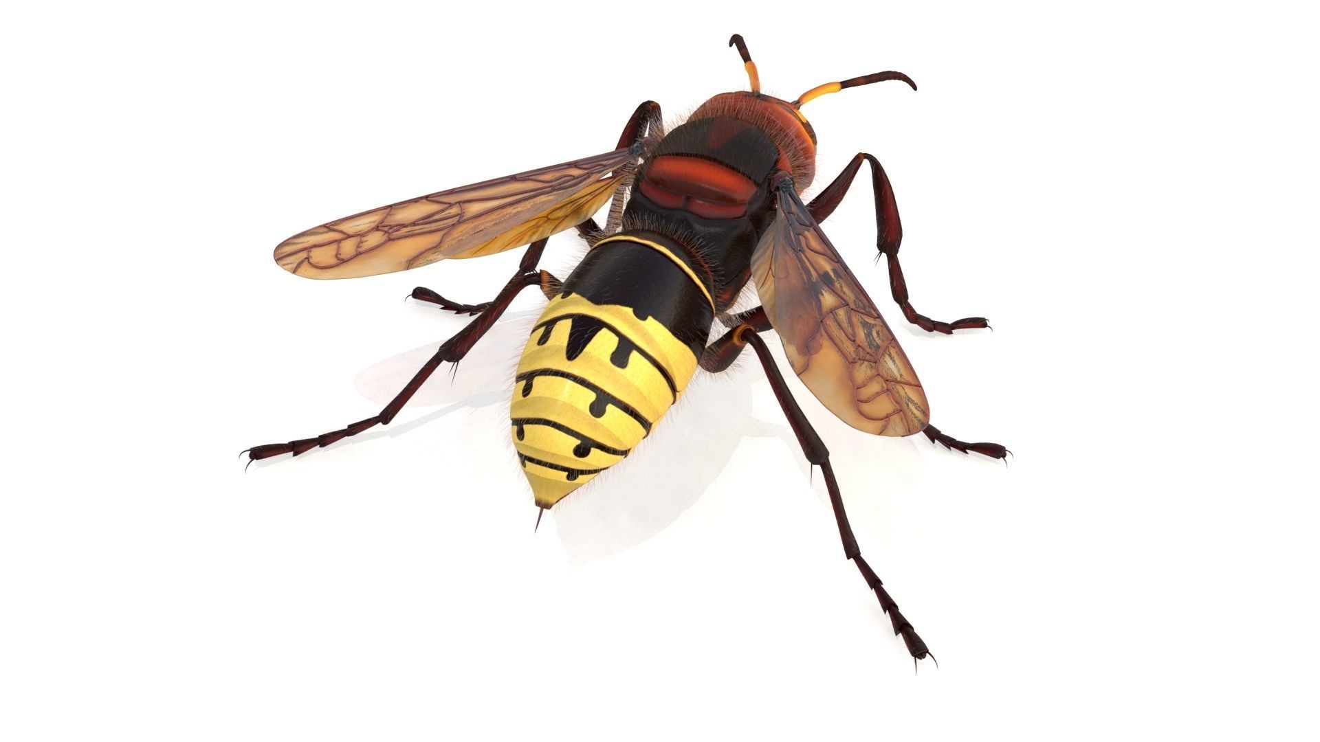 Realistic Hornet  Low-poly 3D model_5