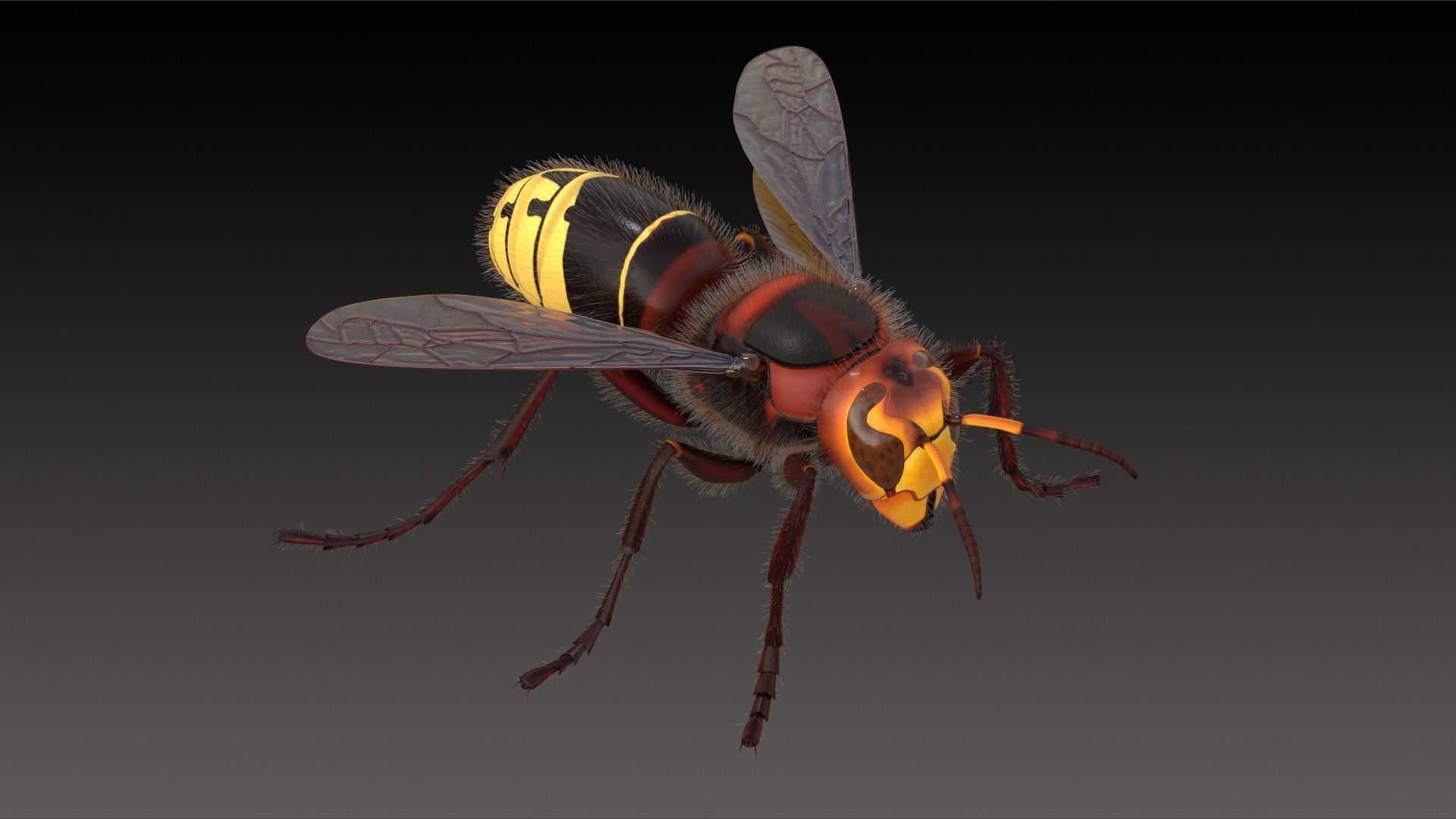 Realistic Hornet  Low-poly 3D model_7