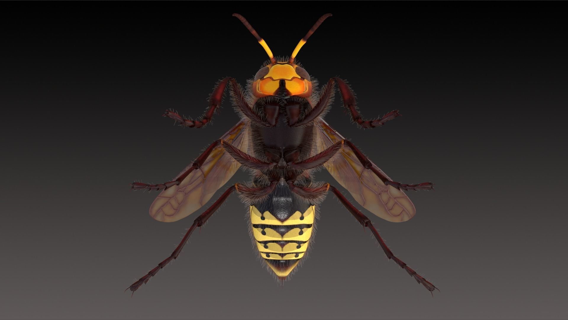 Realistic Hornet  Low-poly 3D model_9